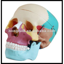 Crâne humain de taille humaine ISO avec osons colorés, modèle de crâne